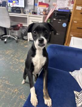 Elsa -  Terrier Dog for Adoption in Owensboro, Kentucky - Elsa | PetCurious