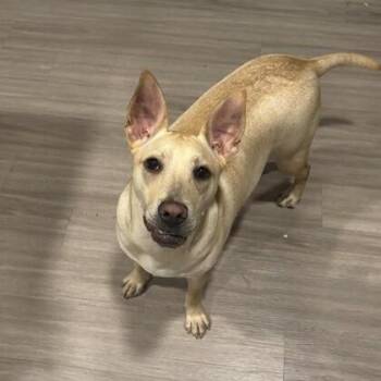 Rhea -  Carolina Dog and Mixed Breed Dog for Adoption in Houston, Texas - Rhea | PetCurious