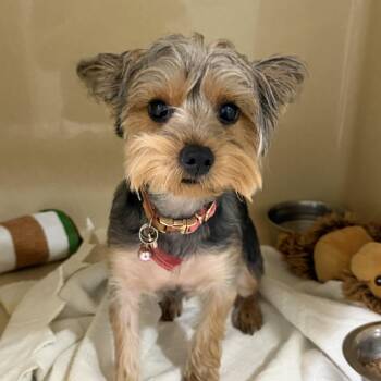 Coco Chanel -  Yorkshire Terrier Dog for Adoption in Sebring, Florida - Coco Chanel | PetCurious