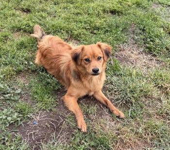 Cavalier King Charles Spaniel and Mixed Breed Dogs Available for Adoption in Modesto, California - A609083 | PetCurious