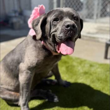 Cane Corso Dogs Available for Adoption in Warren, Ohio - Beth | PetCurious