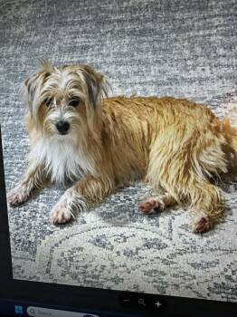 Goldie Hawn -  Yorkshire Terrier Dog for Adoption in Temple, Texas - Goldie Hawn | PetCurious