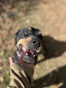Rescue Rottweiler Dogs for Adoption in Clovis, New Mexico - Violet | PetCurious