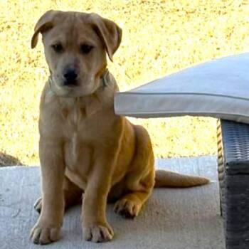 Great Pyrenees and Pit Bull Terrier Dogs Available for Adoption - Shamrock | PetCurious