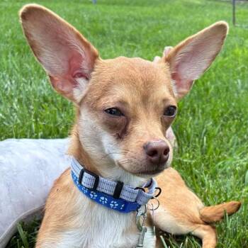 Brewster -  Chihuahua and Corgi Dog for Adoption in Hudson, Illinois - Brewster | PetCurious