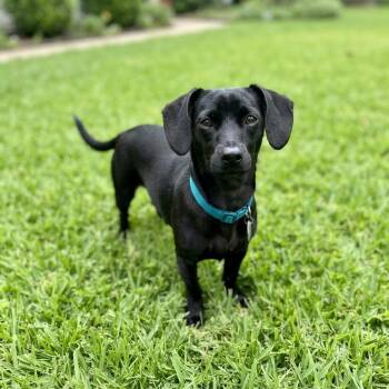 The Slinkster -  Dachshund Dog for Adoption in Las Vegas, Nevada - The Slinkster | PetCurious