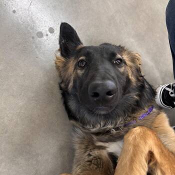 Phoenix -  Mixed Breed Dog for Adoption in Reno, Nevada - Phoenix | PetCurious