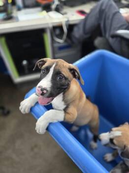 THOMAS -  Mixed Breed Dog for Adoption in Dallas, Texas - THOMAS | PetCurious