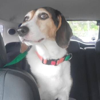 Lucy -  Treeing Walker Coonhound and Mixed Breed Dog for Adoption in Pinellas Park, Florida - Lucy | PetCurious