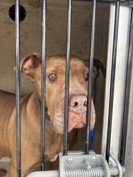 Rescue Pit Bull Terrier and Mixed Breed Dogs for Adoption in Knoxville, Tennessee - Dandelion | PetCurious