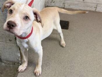 MARBLE -  Pit Bull Terrier and Mixed Breed Dog for Adoption in San Bernardino, California - MARBLE | PetCurious