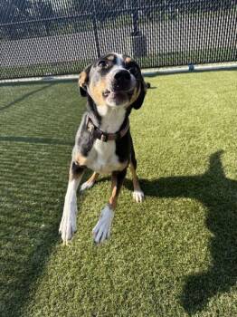 Bubblegum -  Mixed Breed Dog for Adoption in Lafayette, Indiana - Bubblegum | PetCurious