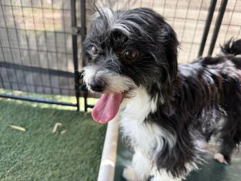 Oreo (2) -  Terrier Dog for Adoption in Canutillo, Texas - Oreo (2) | PetCurious