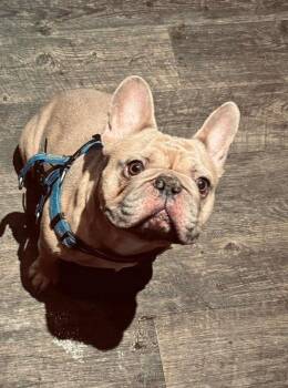 Stitch -  French Bulldog Dog for Adoption in Brazil, Indiana - Stitch | PetCurious