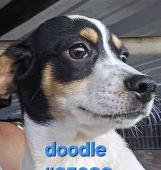Chihuahua and Terrier Dogs Available for Adoption - Doodle In TX | PetCurious