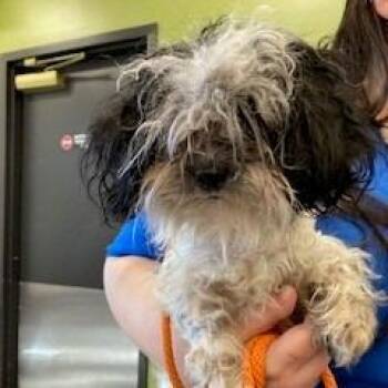 Poodle and Mixed Breed Dogs Available for Adoption in York, Pennsylvania - YORK-Stray-15406 | PetCurious