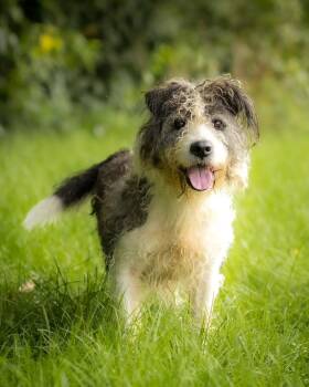 JESSIE (0126) -  Terrier Dog for Adoption in Bridgeport, Connecticut - JESSIE (0126) | PetCurious