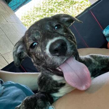 Makini -  Mixed Breed Dog for Adoption in Buffalo, Minnesota - Makini | PetCurious