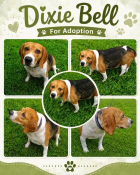 Dixie Bell -  Beagle and Basset Hound Dog for Adoption in Jackson, Tennessee - Dixie Bell | PetCurious