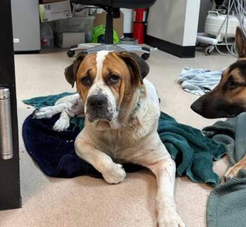 Rescue American Bulldog and Boxer Dogs for Adoption in Kutztown, Pennsylvania - Princess | PetCurious