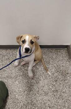 Wiz -  Hound and Mixed Breed Dog for Adoption in Gastonia, North Carolina - Wiz | PetCurious