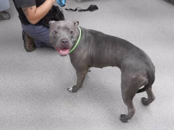 PEBBLES -  Boxer and Mixed Breed Dog for Adoption in Omaha, Nebraska - PEBBLES | PetCurious
