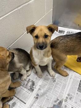 JUDY -  Husky and German Shepherd Dog Dog for Adoption in Fairbanks, Alaska - JUDY | PetCurious