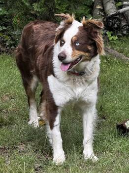 Australian Shepherd Dogs Available for Adoption in Alexandria, Virginia - Ariel | PetCurious