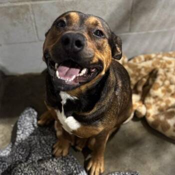 Icarus 100602 -  American Staffordshire Terrier Dog Available for Adoption in Amory, Mississippi - Icarus 100602 | PetCurious