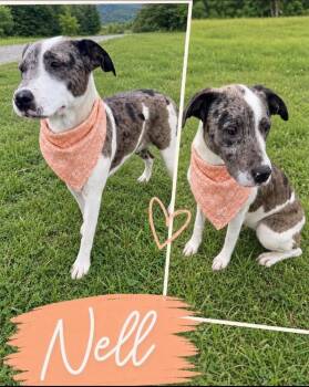 Nell -  Catahoula Leopard Dog Dog for Adoption - Nell | PetCurious
