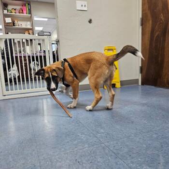 Cashew -  Mixed Breed Dog for Adoption in Gainesville, Florida - Cashew | PetCurious