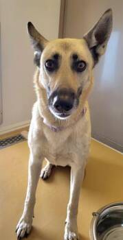 ELLIE -  German Shepherd Dog and Mixed Breed Dog for Adoption in Lathrop, California - ELLIE | PetCurious