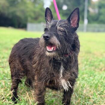 Queenie -  Mixed Breed Dog for Adoption in Huntington, West Virginia - Queenie | PetCurious