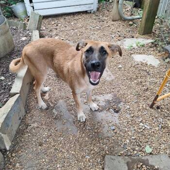 Norma Jeane -  Mixed Breed Dog for Adoption in Boaz, Alabama - Norma Jeane | PetCurious