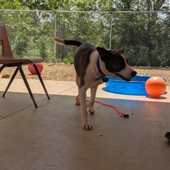Mixed Breed Dogs Available for Adoption in Lenoir, North Carolina - Squirrel (BAS) | PetCurious