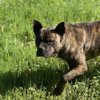 Bear -  American Staffordshire Terrier and Mixed Breed Dog for Adoption in Golden, Colorado - Bear | PetCurious