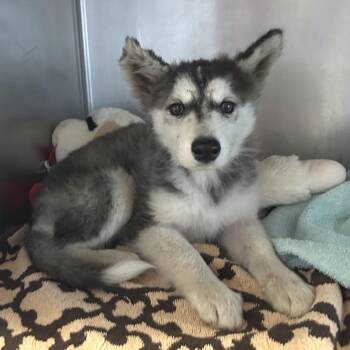 IVHS-Stray-143846 -  Husky Dog for Adoption in San Gabriel, California - IVHS-Stray-143846 | PetCurious
