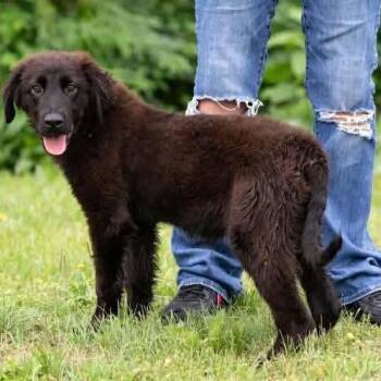 Mixed Breed Dogs Available for Adoption in Edwardsville, Illinois - Otis | PetCurious
