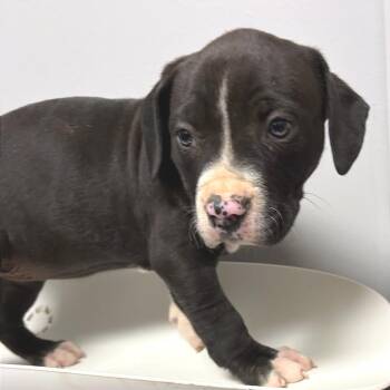 Mixed Breed Dogs Available for Adoption in Chattanooga, Tennessee - Georgia Michelle | PetCurious