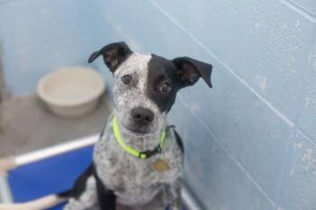 Brennan -  Border Collie and Bluetick Coonhound Dog for Adoption in Mountain Home, Arkansas - Brennan | PetCurious
