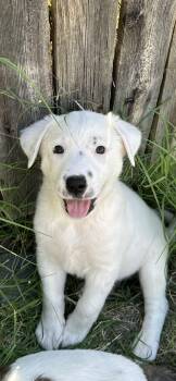 Border Collie Dogs Available for Adoption - Sox | PetCurious