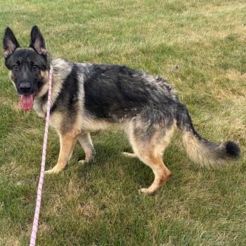 Gio -  Shepherd Dog for Adoption in Mentor, Ohio - Gio | PetCurious