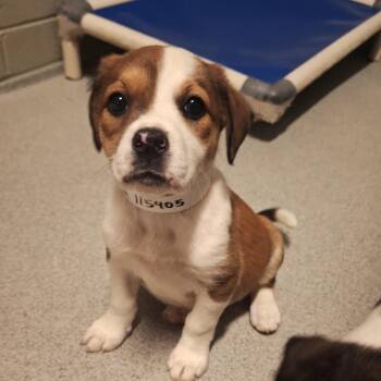 Hound Dogs Available for Adoption in Birmingham, Alabama - Jellybean | PetCurious