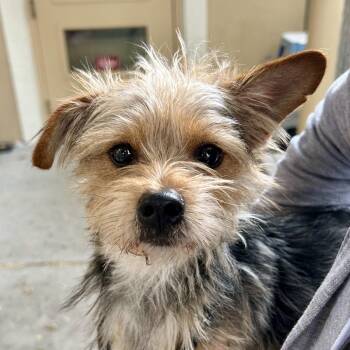 Callum -  Terrier Dog for Adoption in Oakland, California - Callum | PetCurious