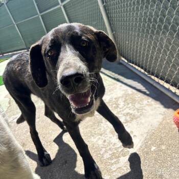 CODY -  Mixed Breed Dog for Adoption in Richmond, California - CODY | PetCurious