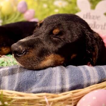 Mixed Breed Dogs Available for Adoption in Fredericksburg, Virginia - Derek Shepherd | PetCurious