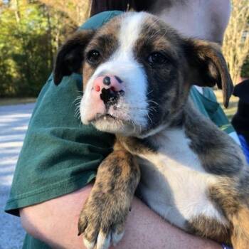 Rescue Terrier Dogs for Adoption in Clanton, Alabama - Jaylen | PetCurious