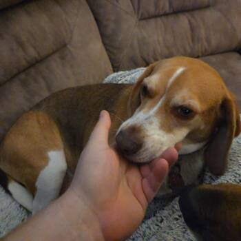 Francis -  Beagle Dog for Adoption in Austin, Texas - Francis | PetCurious