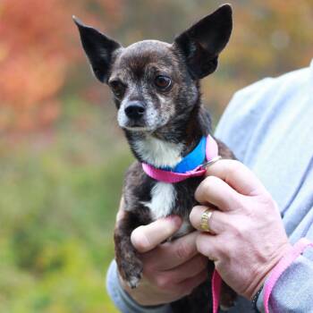 CT PeeWee -7lbs -  Chihuahua and Mixed Breed Dog for Adoption in Stormville, New York - CT PeeWee -7lbs | PetCurious