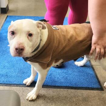 Rescue Pit Bull Terrier Dogs for Adoption in York, Pennsylvania - YORK-Stray-14466 | PetCurious